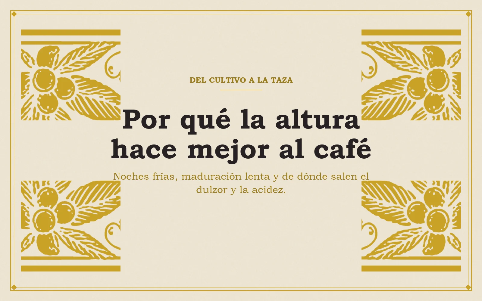 Ramas de café en oro sobre fondo marfil con el título Por qué la altura hace mejor al café